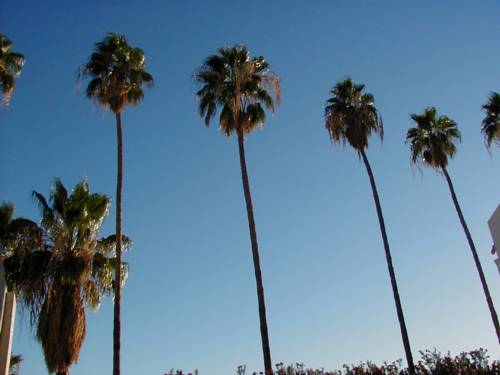 Talll palm trees