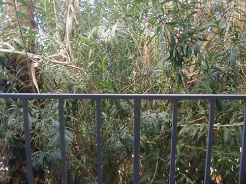 Dense palms outside of hotel room